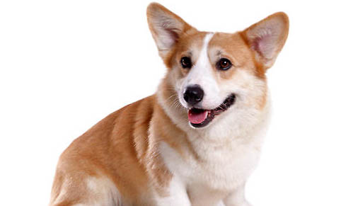 哪里有家养纯种三色柯基犬出售