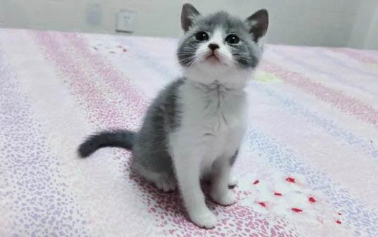 小猫睁眼需要多少天