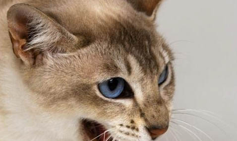 猫可以吃葡萄吗?为什么