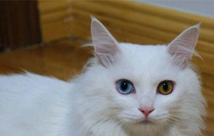 猫咪尿闭前期症状有哪些表现