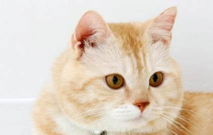 猫咪多大剪指甲
