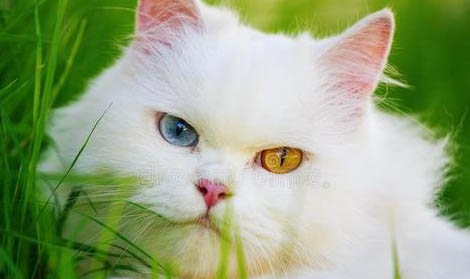 请问猫咪呕吐的原因及处理方法？