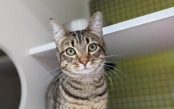 宠物猫应该多久洗一次澡呢