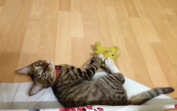 不出门的猫会有寄生虫吗