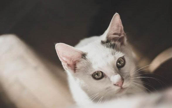 猫喂药喂不进去怎么办