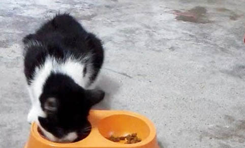猫咪长耳螨能痊愈么