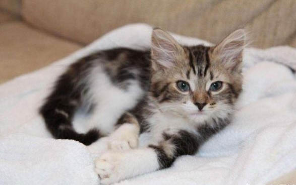 小猫可以洗澡么