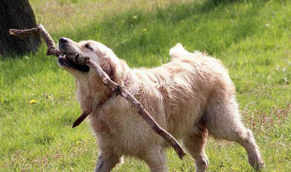 金毛犬伤情判断
