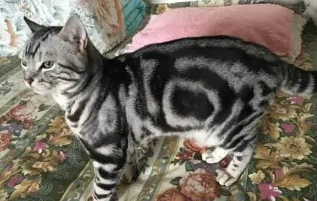 虎斑折耳猫和蓝猫那个更好更粘人些