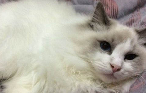 猫咪怀孕要多久生