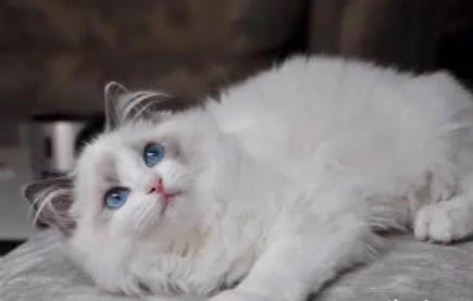 给布偶猫咪取什么名字好听