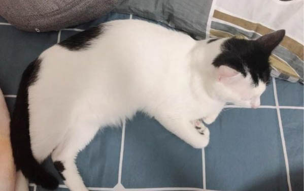为什么猫咪呕吐带血丝呢