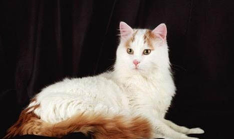 土耳其梵猫好养吗
