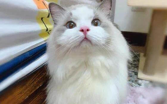小猫呕吐不吃东西没精神