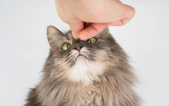 请问猫咪呕吐的原因及处理方法?