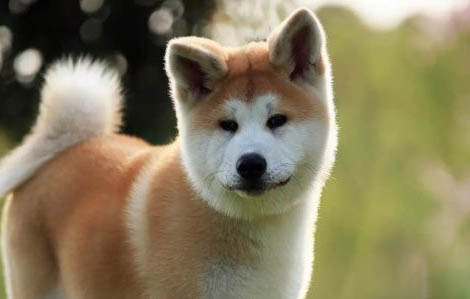 秋田犬多少钱一只