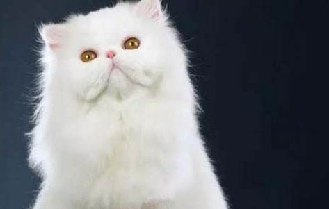 猫咪鼻窦炎有哪些症状