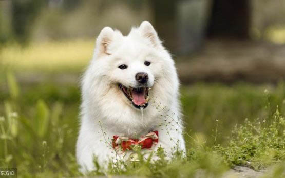 比利牛斯牧羊犬哪种颜色好