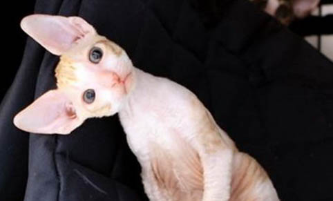 猫可以吃鸭胗吗