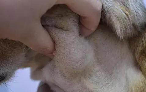 狗狗可不可以吃猪肉