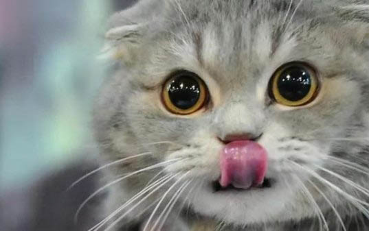 两个月大的小猫一天吃多少猫粮