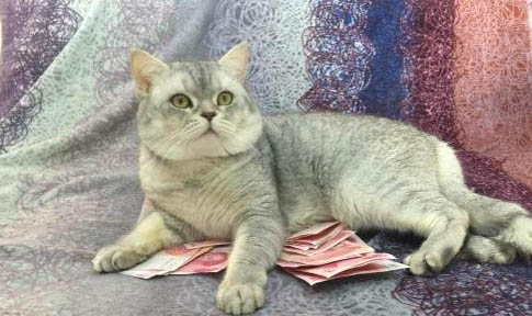 银渐层公猫还是母猫好