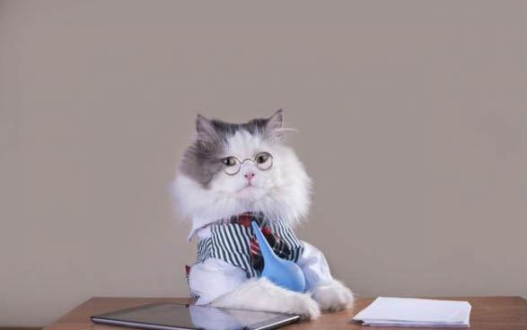猫咪驱虫多少钱