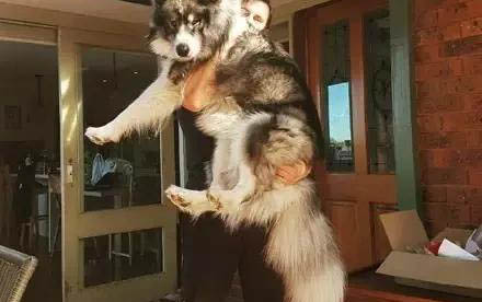 阿拉斯加犬洗澡用什么