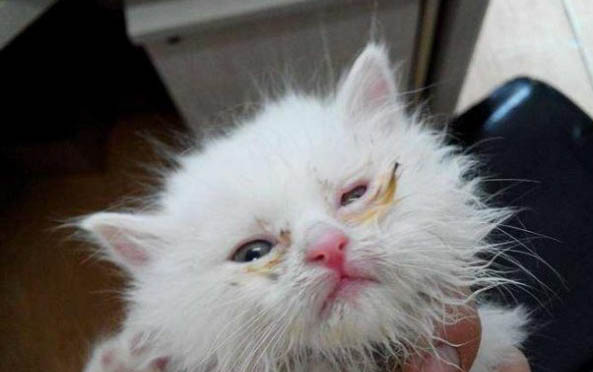 猫肛门腺炎怎样治疗