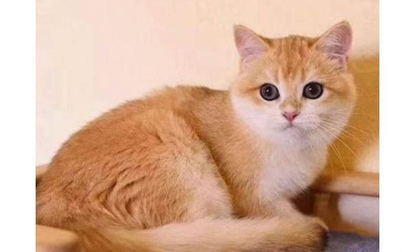 顺丰快递可以寄猫猫吗现在