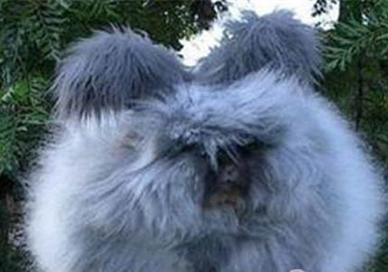 安哥拉兔为什么叫草泥兔？