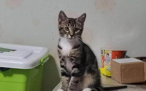 小猫多大能洗澡