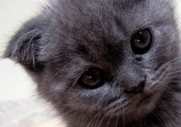 是否蓝猫一般寿命多少年