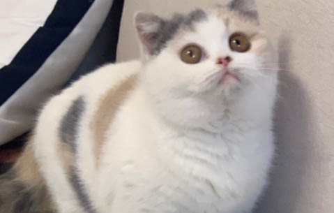 猫咪能吃柚子吗？