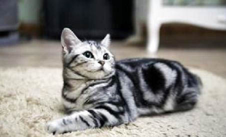 猫可以吃虾仁吗