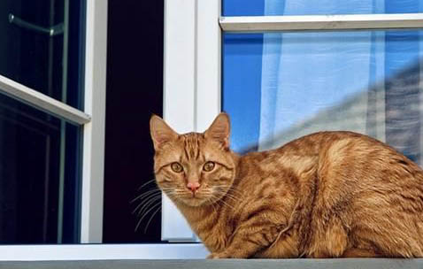 猫咪驱虫必须关起来吗