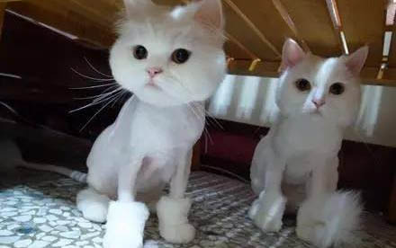 猫腿骨折了还能动吗