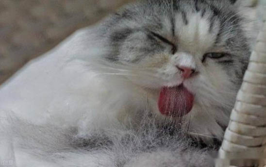 猫咪能吃和不能吃的食物