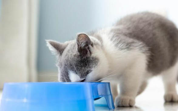 给猫咪洗澡可以用人的沐浴露吗?