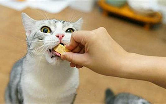 猫咪拉稀便血的原因?