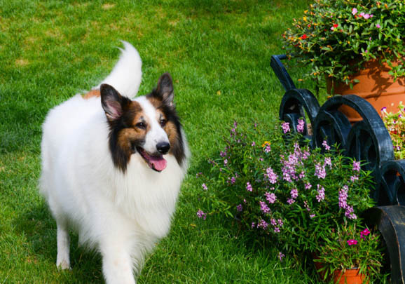 苏格兰牧羊犬修剪指甲的办法