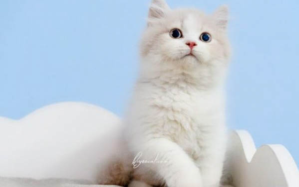 猫瘟会吐血水吗