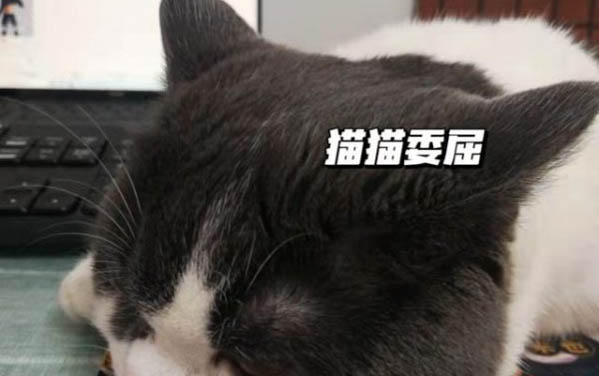 小猫打嗝一抽抽,你需要了解的三个原因及处理方法
