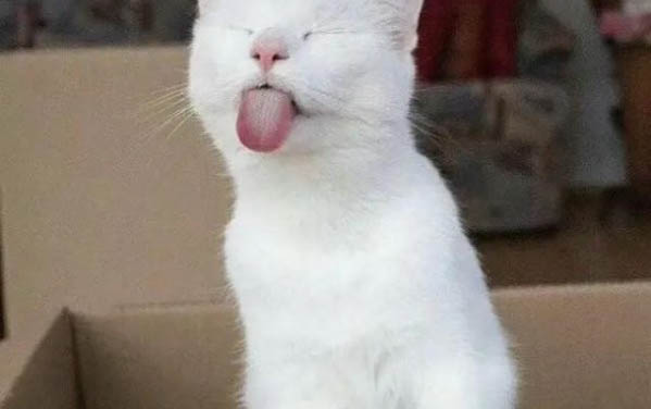 猫咪可以吃米饭吗