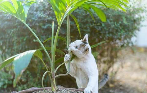 如何知道猫咪是否怀孕