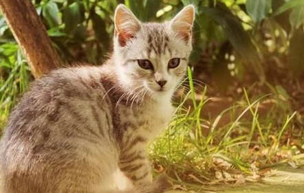 宠物猫口臭的原因及处理方法