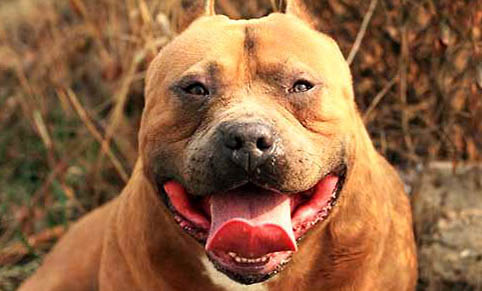 比特犬和藏獒哪个更厉害?