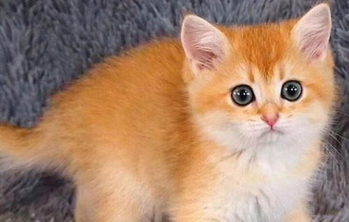 猫咪不吃饭拉稀是什么原因?