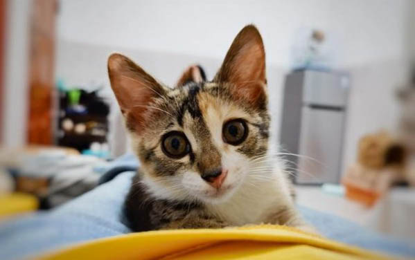 三个月的小猫咪能一次吃一个罐头不