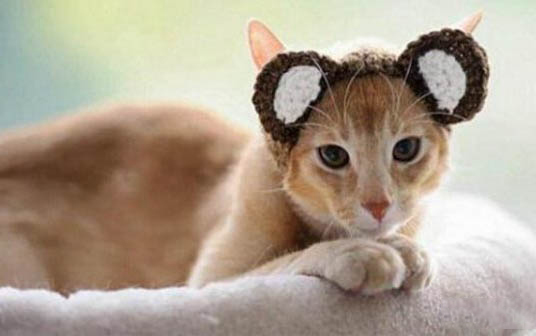 猫咪从来不出门怎么会得猫瘟病